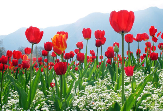 Srinagar