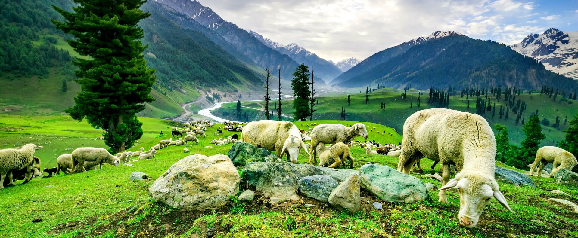 Sheep
