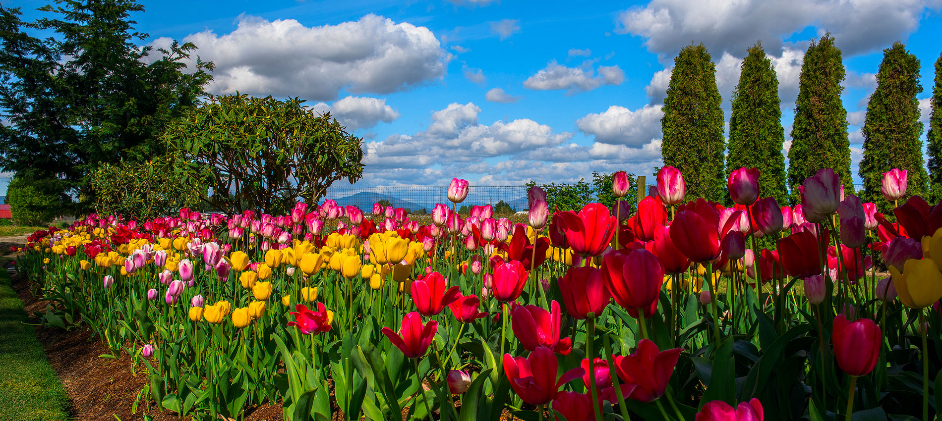 Tulip Garden